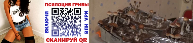 Галлюциногенные грибы Cubensis  Купить где  Карабаш 